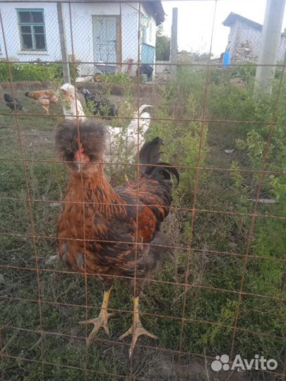 Петушки домашние
