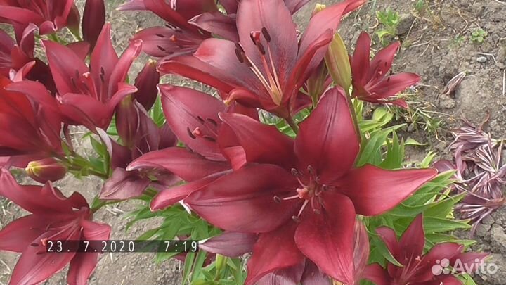 Лилии луковицы