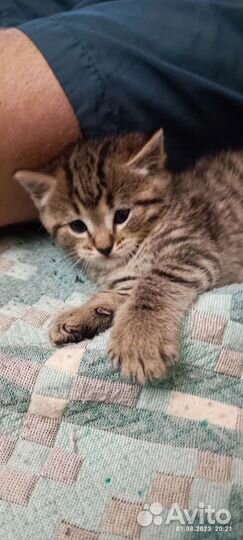 Кошка в дар бесплатно