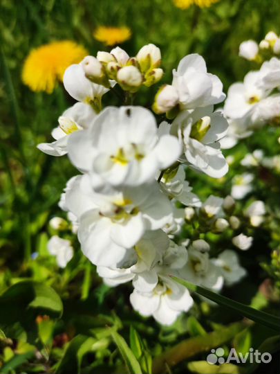 Вероника нитевидная, арабис махровый