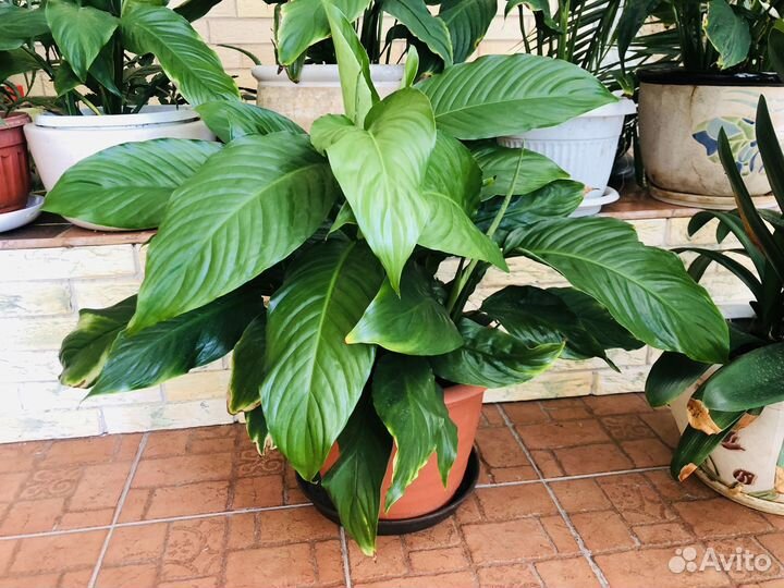 Цветы домашние в горшках