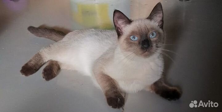 Сиамский котенок