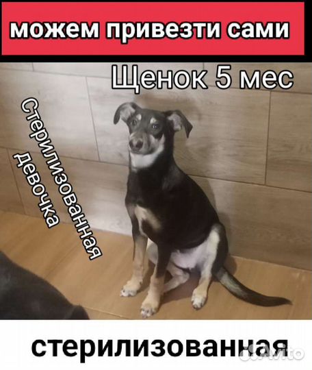 Щенок 6 мес