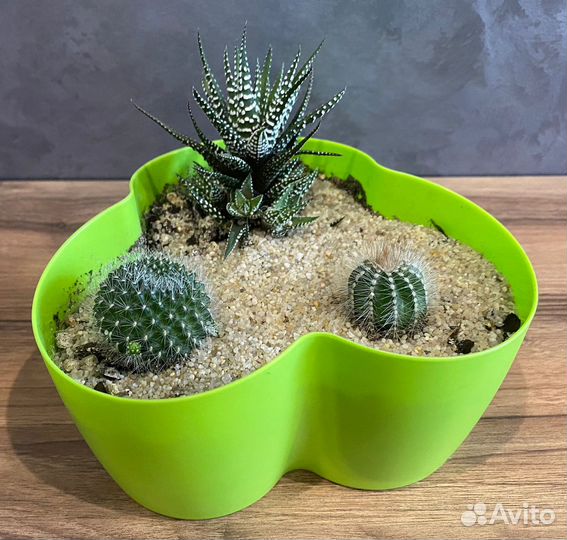 Микс из суккулентов (Кактусы)