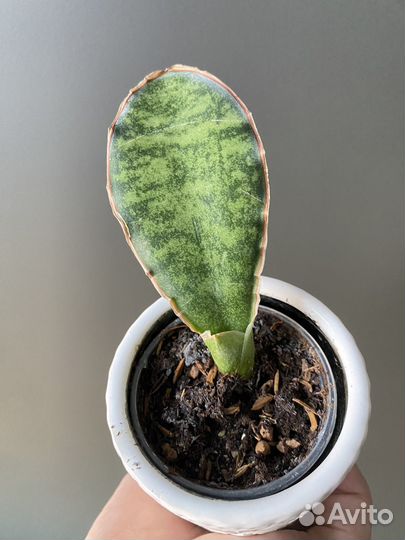 Сансевиерия кирки