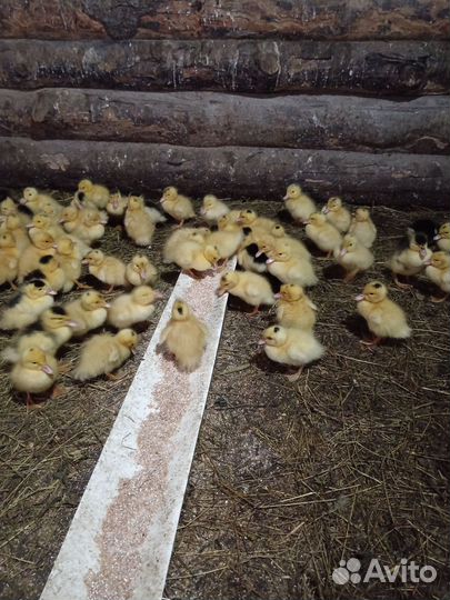 Утята муларды суточные