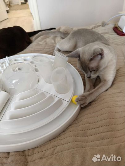 Игрушка антистресс для кошек