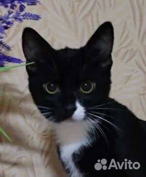 Котики -подростки