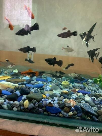 Рыбки аквариумные Моллинезии чёрные