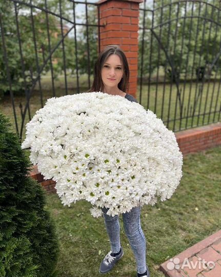 Хризантема Кустовая