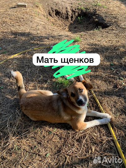 Щенки в добрые руки