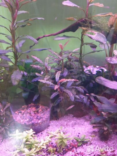 Растения для аквариума (анубиас, буцки тд)
