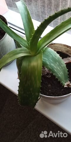 Алоэ, сорт мыльный лечебный