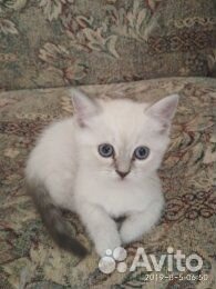 Кот для вязки