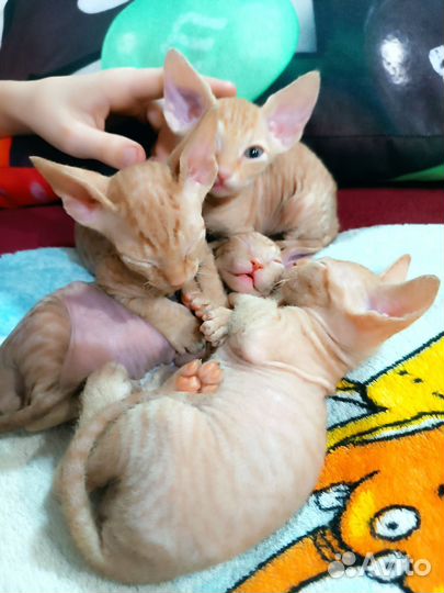 Донской сфинкс браш котята