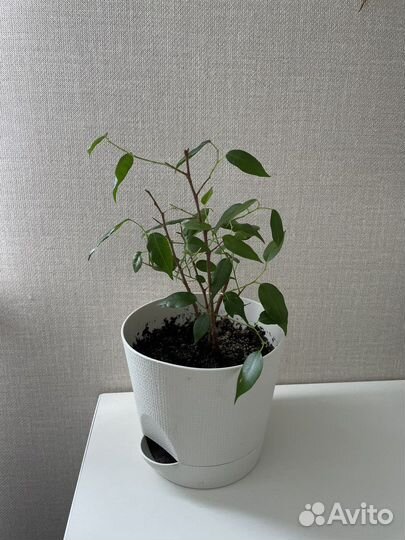 Цветы комнатные с горшками