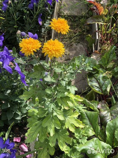 Хризантема