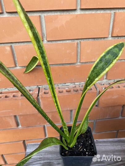 Сансевиерия