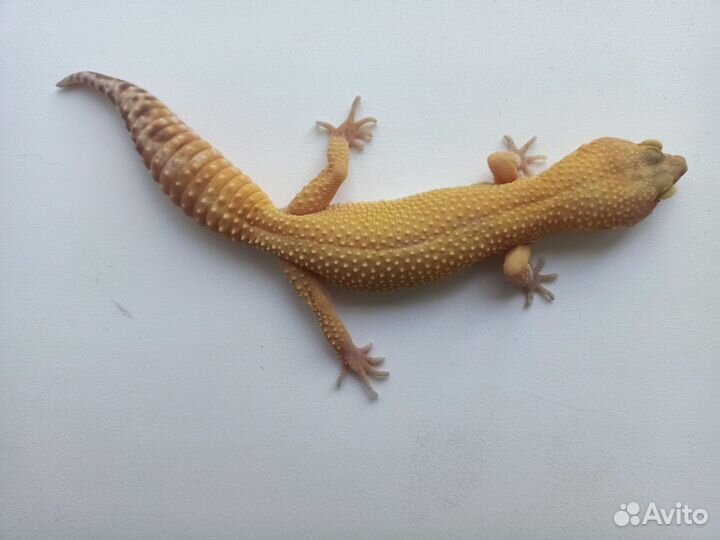 Пятнистый геккон Эублефар