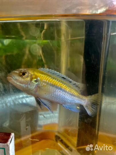 Меланохромис. Длина 11 см