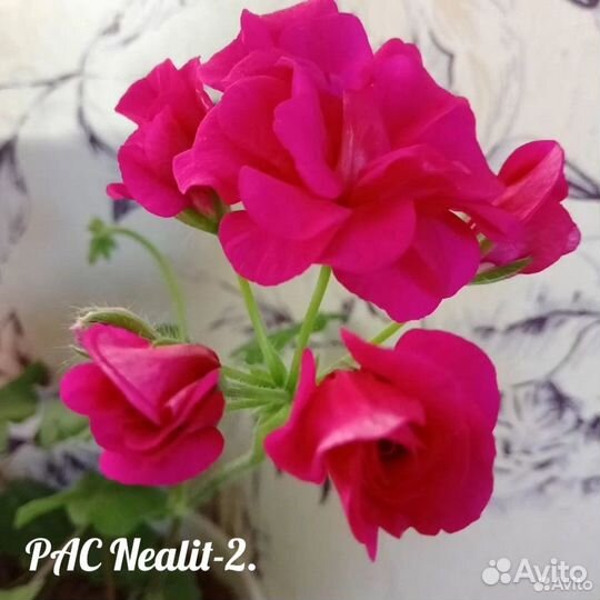 Пеларгонии сортовые