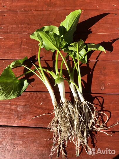 Калла эфиопская (детки)