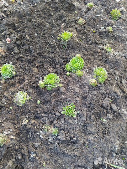 Суккулентики