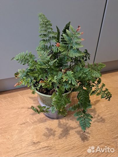 Папоротник Даваллия (зайчьи лапки)