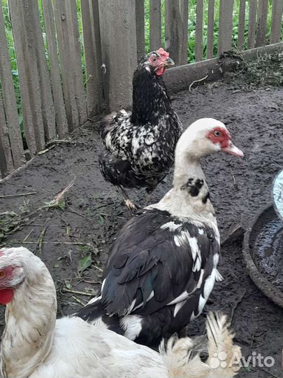 Индоутки, индоутята