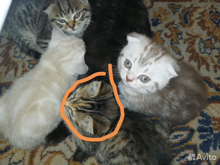 Шотландские котята