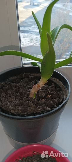 Алоэ, толстянка