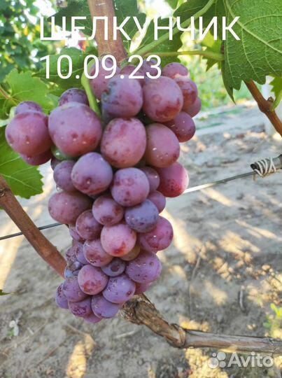 Черенки и саженцы винограда