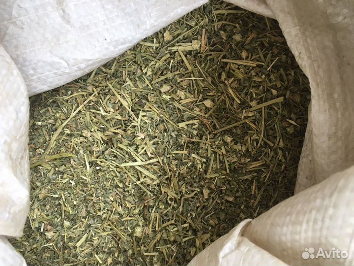 Якорцы стелющиеся