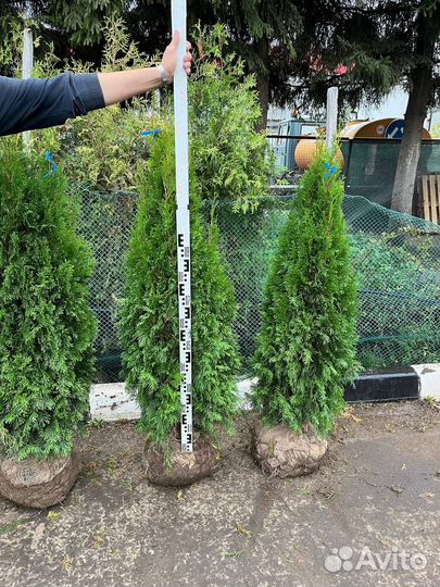 Туя Смарагд 120-140