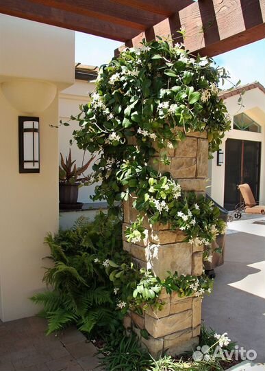 Жасмин Стефанотис