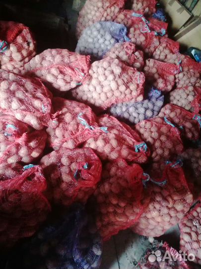 Семенной картофель