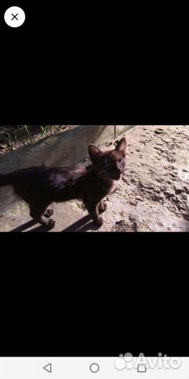 Отдам котят в добрые руки