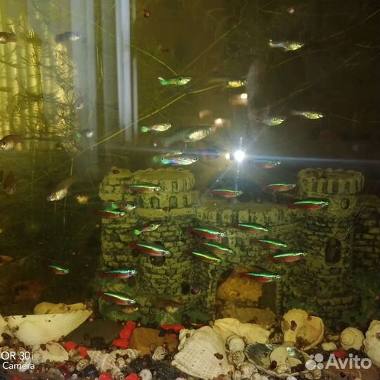 Гуппи, мраморные раки, растения