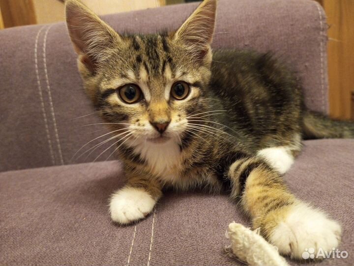 Полосатые котята