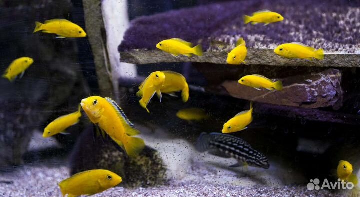 Малавийские цихлиды ассортимент еллоу