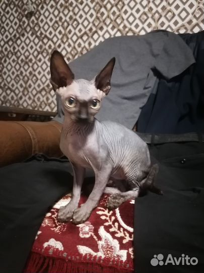 Продаем котят сфинксов, 3 месяца