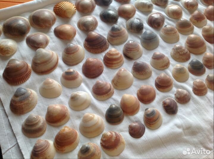 84 ракушки и камни