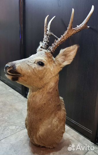 Чучело косули