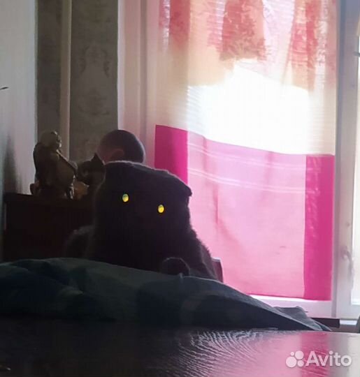 Шотландская вислоухая кошка голубая