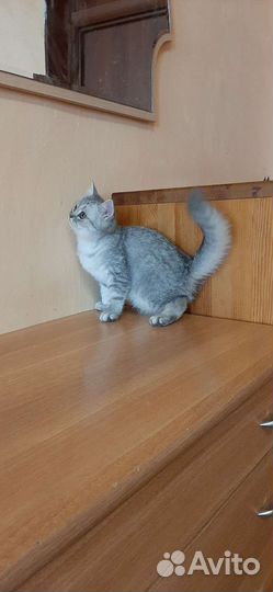 Британские котята серебристая шиншилла