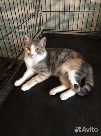 Кошка в дар