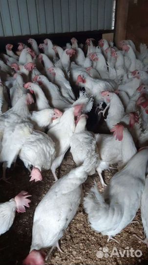 Куры несушки