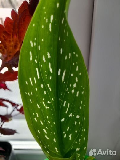 Калла в горшке