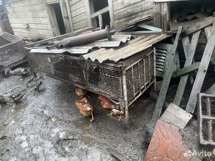 Клетки