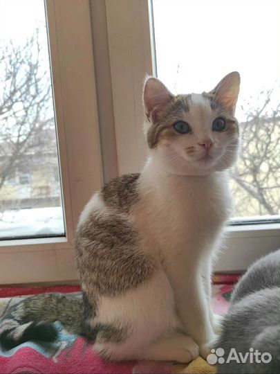 Молодой котик (6 м-в) в дар бесплатно